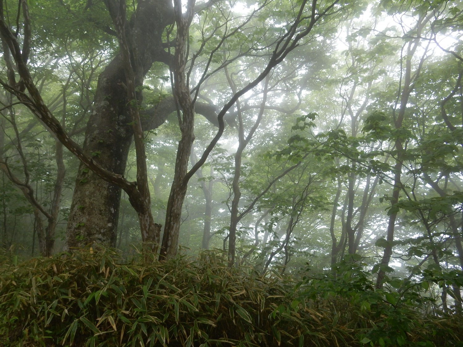 筑波山のブナ林
