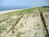 海岸林沿岸域緑化研究部会の写真